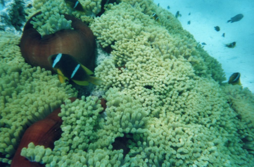 Anemone enorme da identificare (Mar Rosso)